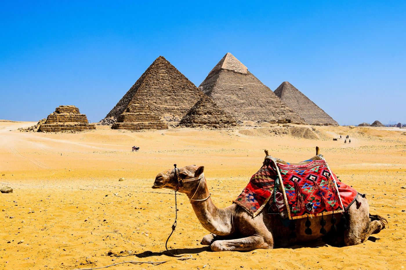 Camel resting in front of the Pyramids of Giza