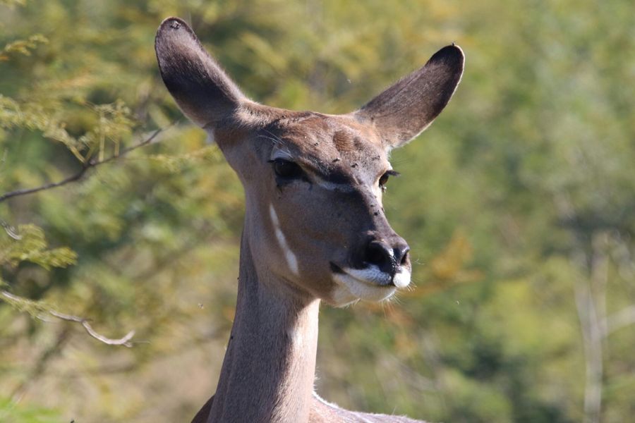 Discover South Africa: From Wildlife to Winelands