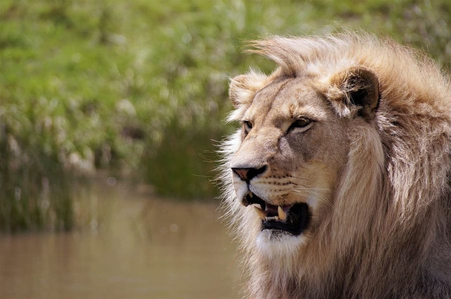 South Africa Explorer: From Safari to Vineyards
